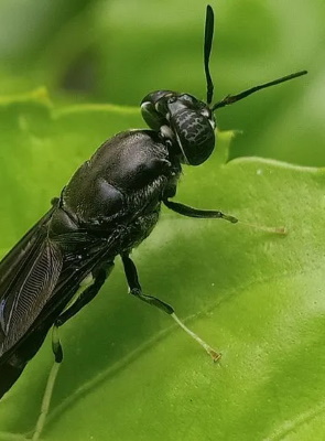 Black Soldier Fly Black Soldier Fly