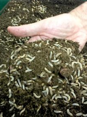 Black Soldier Fly Larvae Black Soldier Fly Larvae