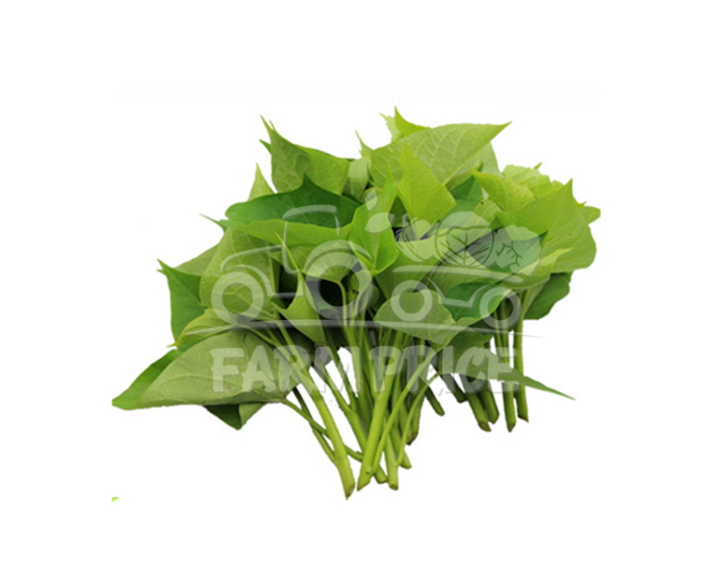 Sweet Potato Leaf