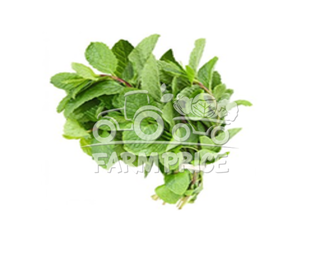 Mint Leaves