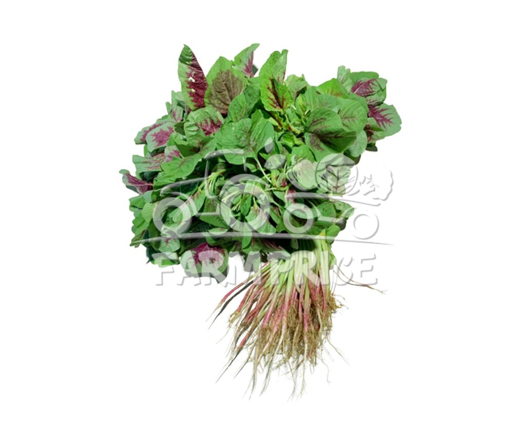 Red Spinach