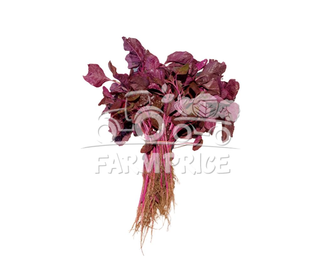 Purple Spinach