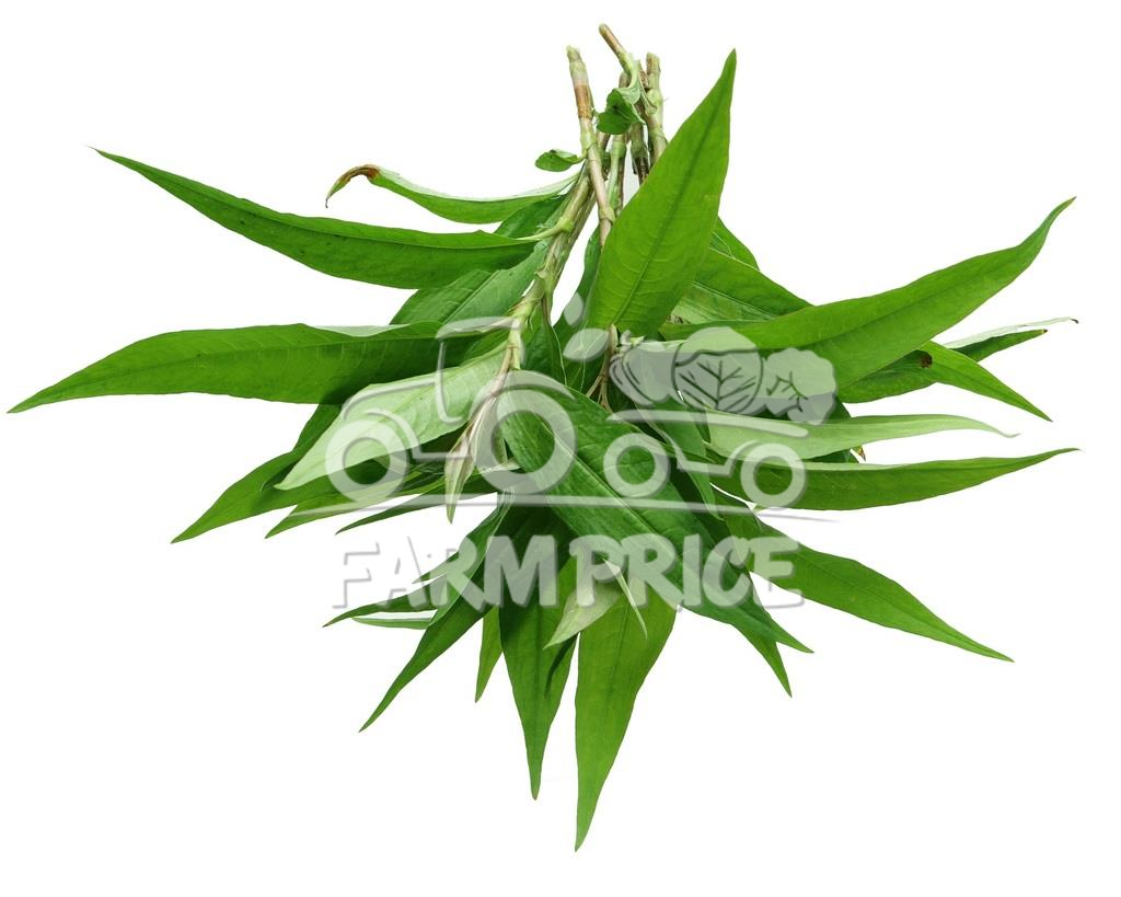 Laksa Leaves