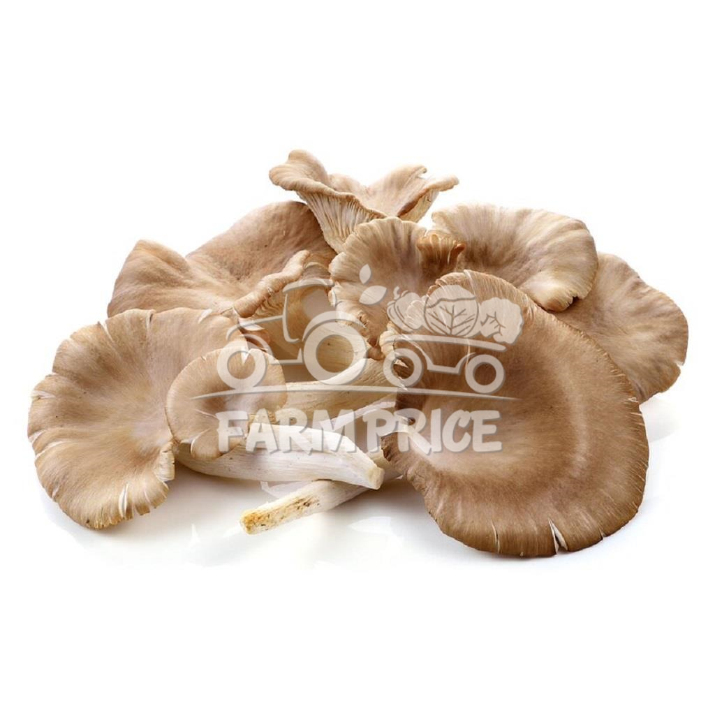 Oyter Mushroom