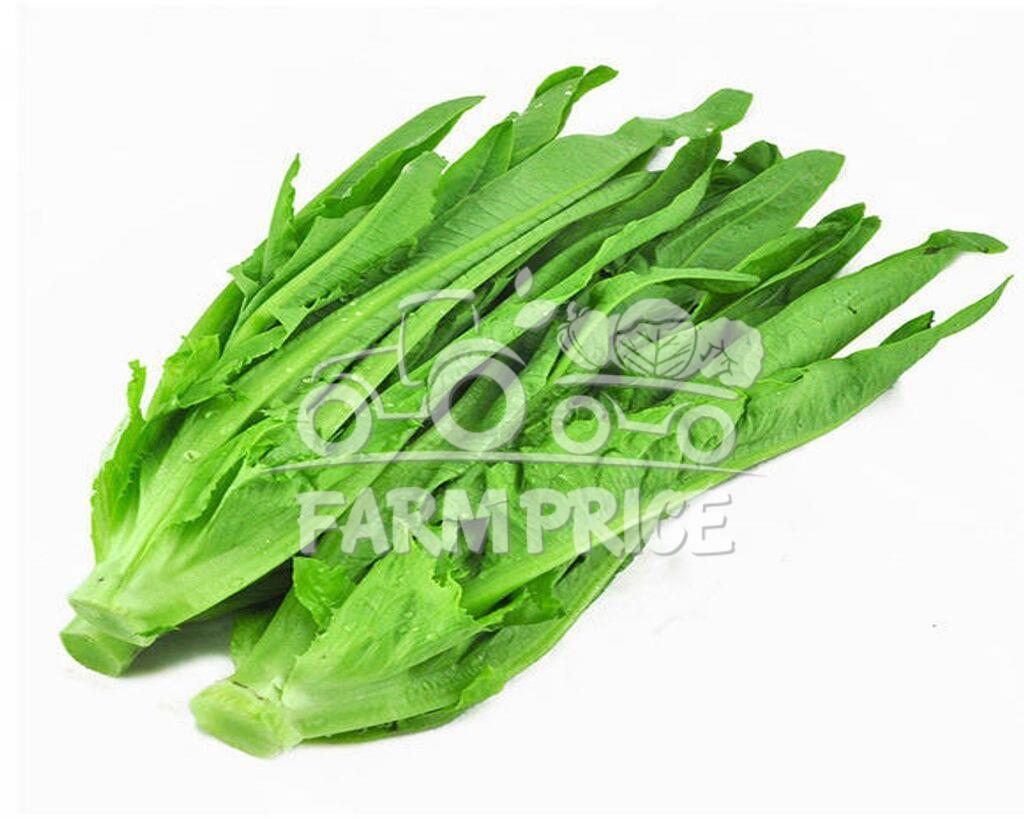 HK Romaine