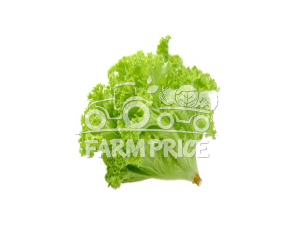 Lettuce